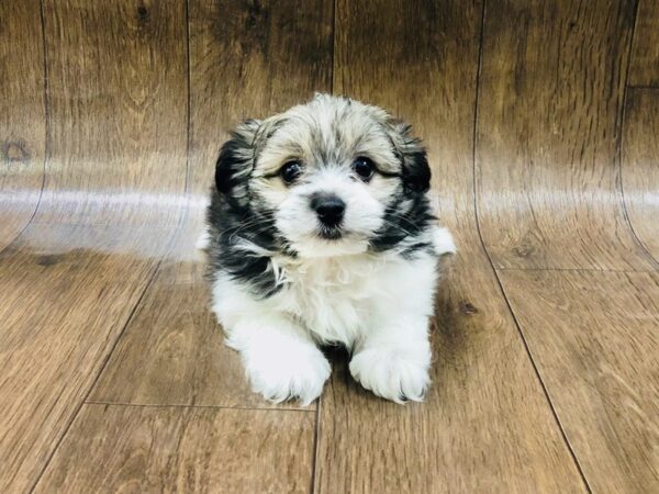 MALTA POM DOG Male BROWN WHITE 1407 Petland Lancaster, Ohio