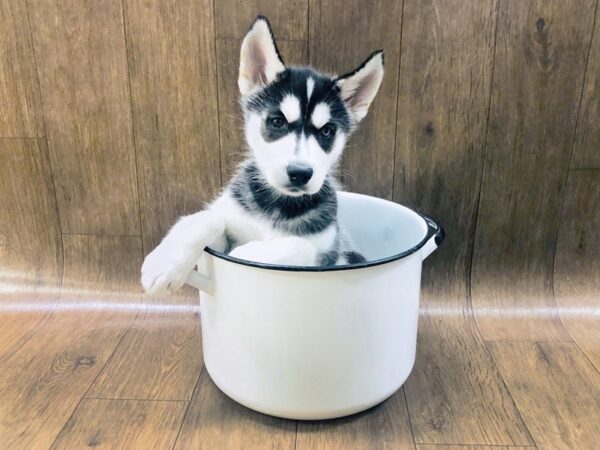 Siberian Husky DOG Female Black & White 1406 Petland Lancaster, Ohio