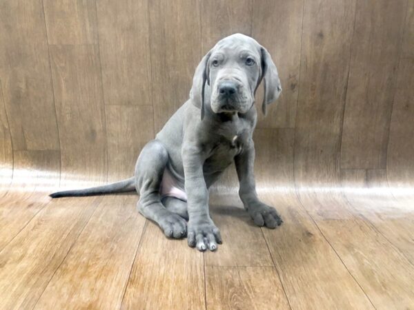 Great Dane DOG Male Blue 1405 Petland Lancaster, Ohio