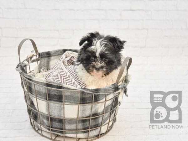 Cava Tzu-DOG-Male-BLK WHITE-1455-Petland Lancaster, Ohio