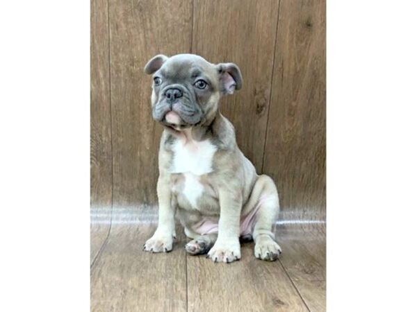 French Bulldog DOG Female Blue Fawn 1411 Petland Lancaster, Ohio