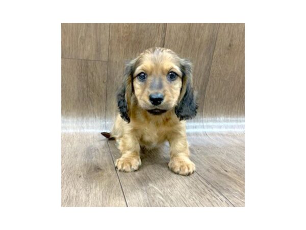 Dachshund-DOG-Male-RED-1410-Petland Lancaster