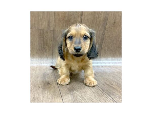 Dachshund DOG Male RED 1410 Petland Lancaster, Ohio