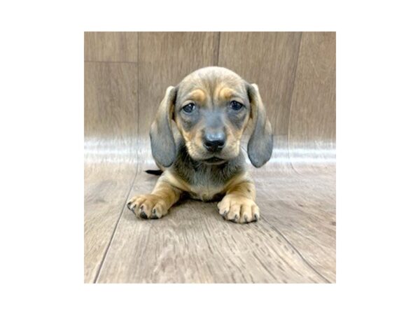 Dachshund-DOG-Female-RED-1409-Petland Lancaster
