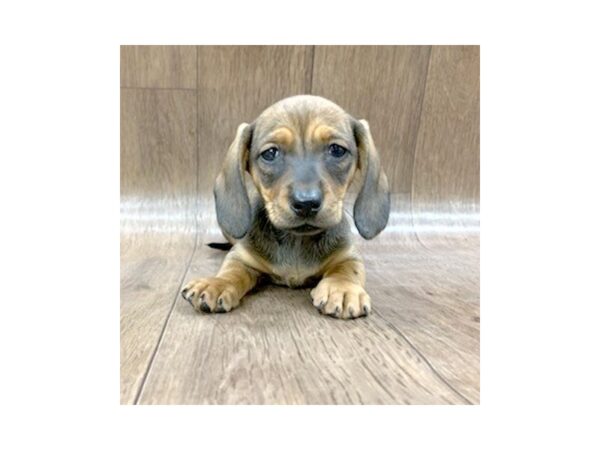 Dachshund DOG Female RED 1409 Petland Lancaster, Ohio