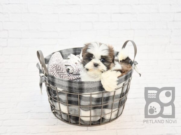 Shih Tzu DOG Male Brown & White 1457 Petland Lancaster, Ohio