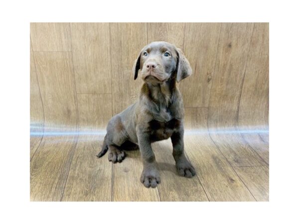 Labrador Retriever DOG Male Chocolate 1418 Petland Lancaster, Ohio