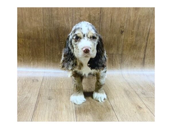 Cocker Spaniel-DOG-Female-Chocolate-1417-Petland Lancaster
