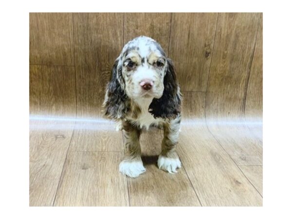 Cocker Spaniel DOG Female Chocolate 1417 Petland Lancaster, Ohio