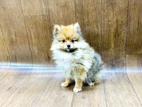 Pomeranian DOG Female Red Sable 1416 Petland Lancaster, Ohio