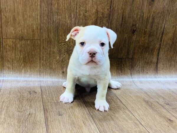 7/8 English Bulldog DOG Male FAWN WHITE 1415 Petland Lancaster, Ohio