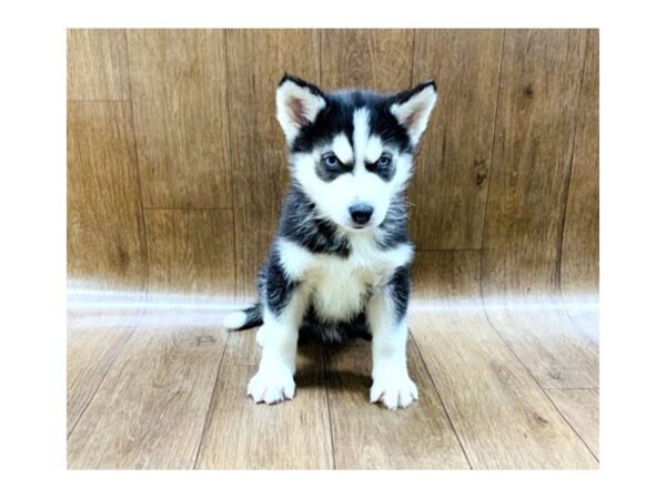 Siberian Husky-DOG-Male-Black & White-1414-Petland Lancaster