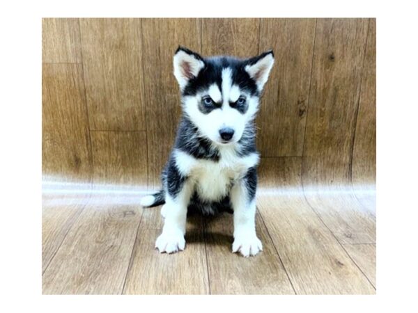 Siberian Husky DOG Male Black & White 1414 Petland Lancaster, Ohio