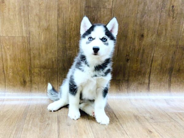 Siberian Husky DOG Female Black & White 1413 Petland Lancaster, Ohio