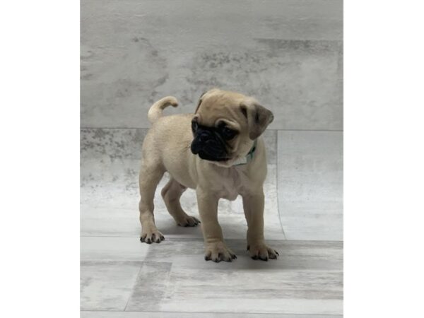 Pug-DOG-Male-Fawn-1422-Petland Lancaster, Ohio