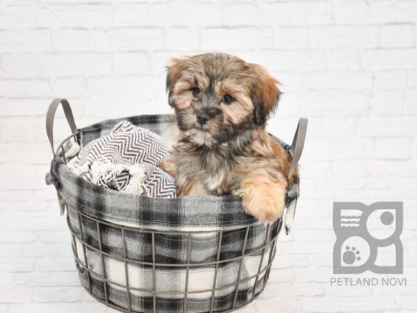 Silky Tzu DOG Female Sable 1458 Petland Lancaster
