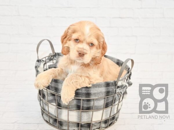 Cocker Spaniel DOG Male Buff 1456 Petland Lancaster, Ohio