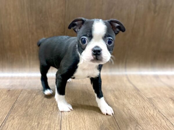 Boston Terrier DOG Female Black / White 1421 Petland Lancaster, Ohio