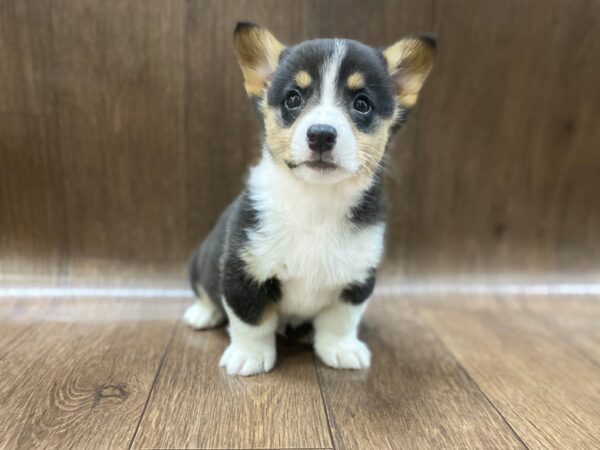 Pembroke Welsh Corgi DOG Male TRI 1420 Petland Lancaster, Ohio