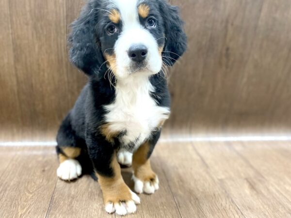 Bernese Mountain Dog-DOG-Female-Black Rust / White-1424-Petland Lancaster, Ohio