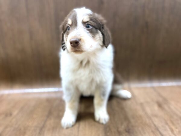 Australian Shepherd-DOG-Female-Red Tri-1419-Petland Lancaster