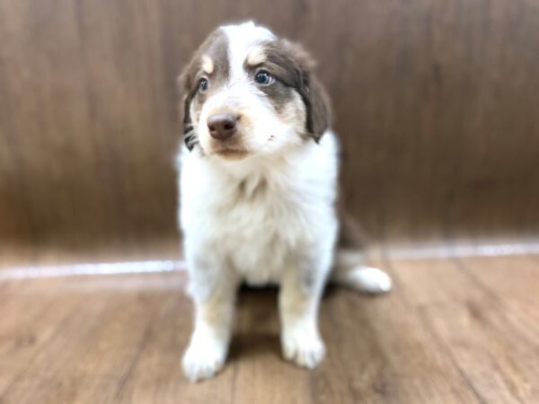 Australian Shepherd DOG Female Red Tri 1419 Petland Lancaster, Ohio