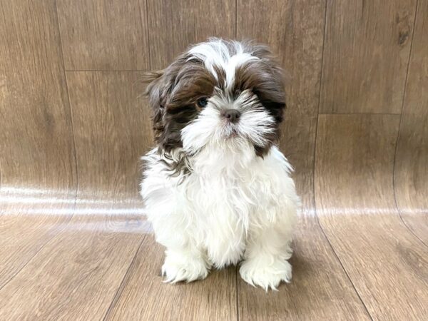 Shih Tzu DOG Female ivr & wh 1427 Petland Lancaster, Ohio