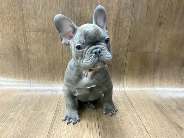 French Bulldog DOG Male bl 1426 Petland Lancaster, Ohio