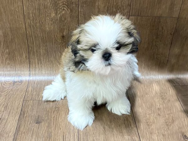 Shih Tzu-DOG-Male-gld & wh-1425-Petland Lancaster, Ohio