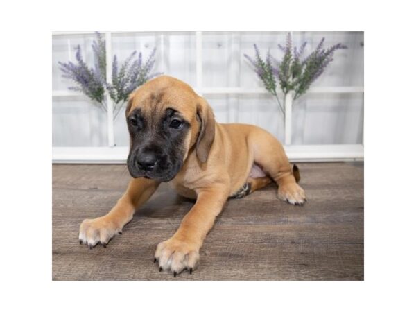 Mastiff DOG Female Fawn 1428 Petland Lancaster, Ohio