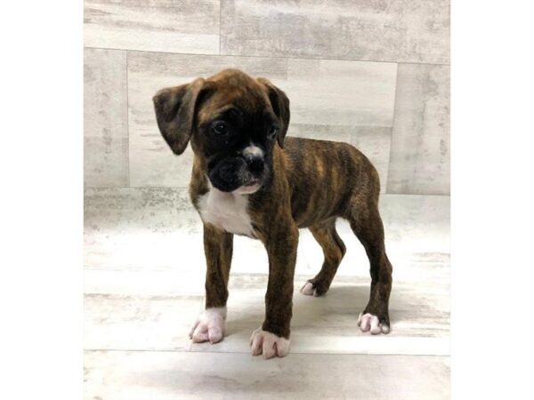 Boxer DOG Female Brindle 1430 Petland Lancaster, Ohio