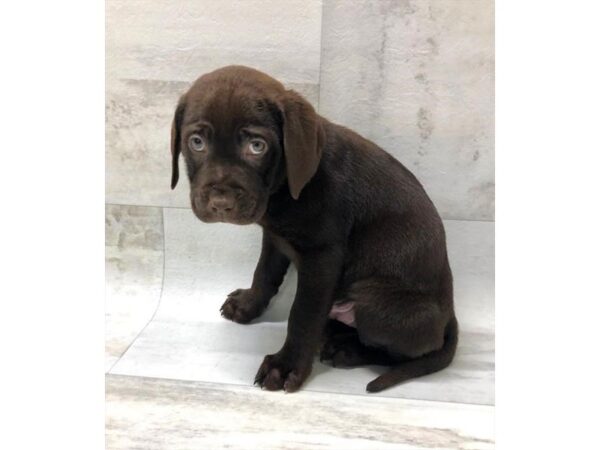 Labrador Retriever-DOG-Male-Chocolate-1431-Petland Lancaster