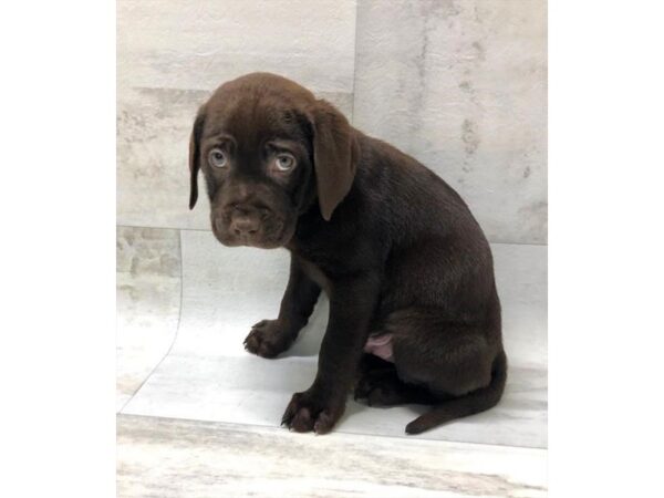 Labrador Retriever DOG Male Chocolate 1431 Petland Lancaster, Ohio