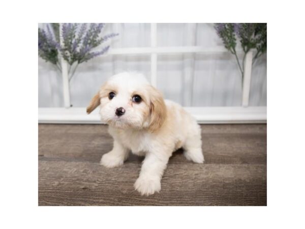 Cavachon-DOG-Male-Blenheim-1433-Petland Lancaster, Ohio