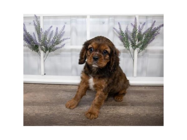 Cocker Spaniel DOG Male Sable 1434 Petland Lancaster, Ohio