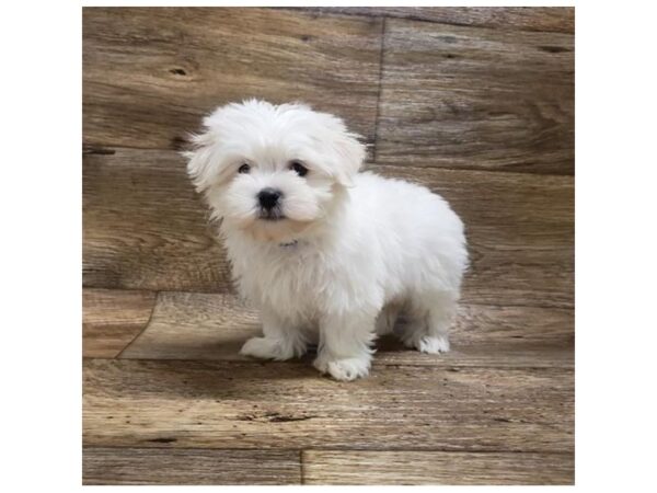 Maltese DOG Male White 1435 Petland Lancaster, Ohio