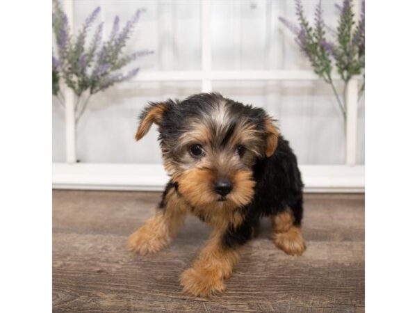 Yorkshire Terrier DOG Male Black / Tan 1440 Petland Lancaster, Ohio