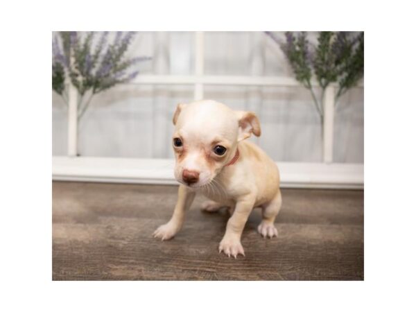 Chihuahua-DOG-Male-Fawn-1442-Petland Lancaster, Ohio