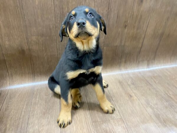 Rottweiler DOG Female blk &t n 1439 Petland Lancaster, Ohio