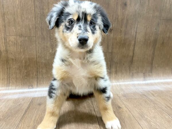 Mini Aussie DOG Female BLUE MERLE 1437 Petland Lancaster, Ohio