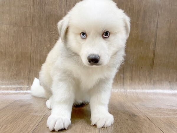 HuskieMoe-DOG-Male-SILVER WHITE-1436-Petland Lancaster, Ohio