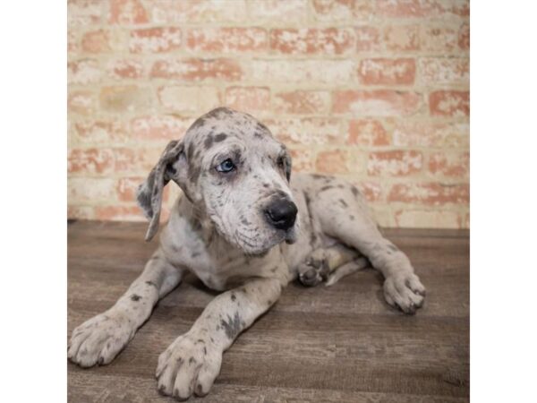 Great Dane DOG Female Blue 1446 Petland Lancaster, Ohio