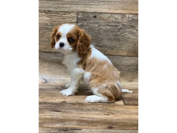 Cavalier King Charles Spaniel-DOG-Male-Blenheim-1447-Petland Lancaster, Ohio