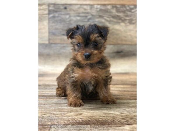 Yorkshire Terrier DOG Female Black / Tan 1448 Petland Lancaster, Ohio