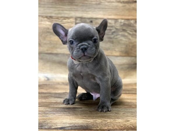 French Bulldog DOG Male Blue 1449 Petland Lancaster, Ohio