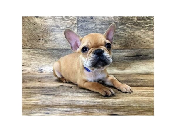 French Bulldog-DOG-Male-Red-1450-Petland Lancaster, Ohio