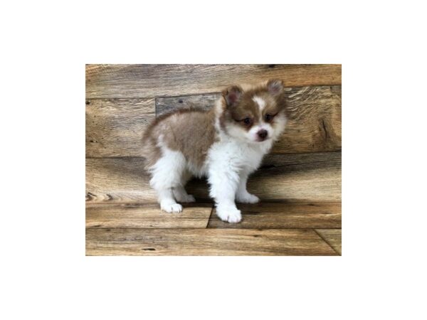 Pomeranian-DOG-Male-Chocolate Sable-1451-Petland Lancaster, Ohio