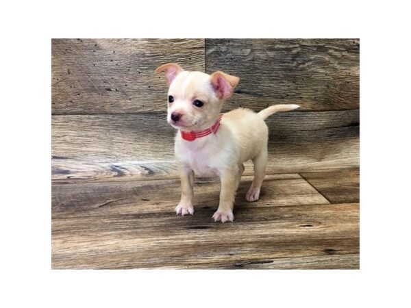 Chihuahua-DOG-Male-Cream-1452-Petland Lancaster, Ohio