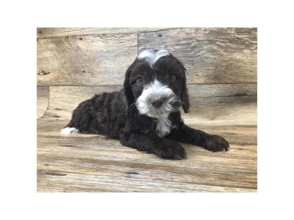 Cock A Poo-DOG-Female-Chocolate-1453-Petland Lancaster, Ohio