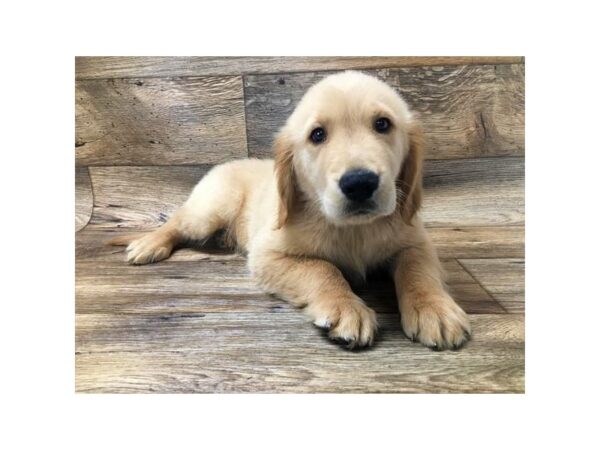 Golden Retriever DOG Male Golden 1454 Petland Lancaster